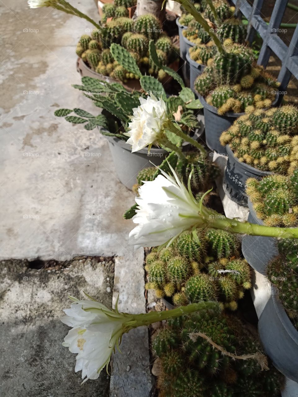 Beautiful Cactus Flower