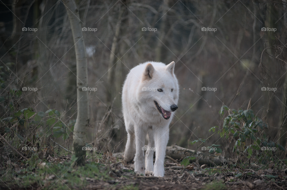 Arctic wolf