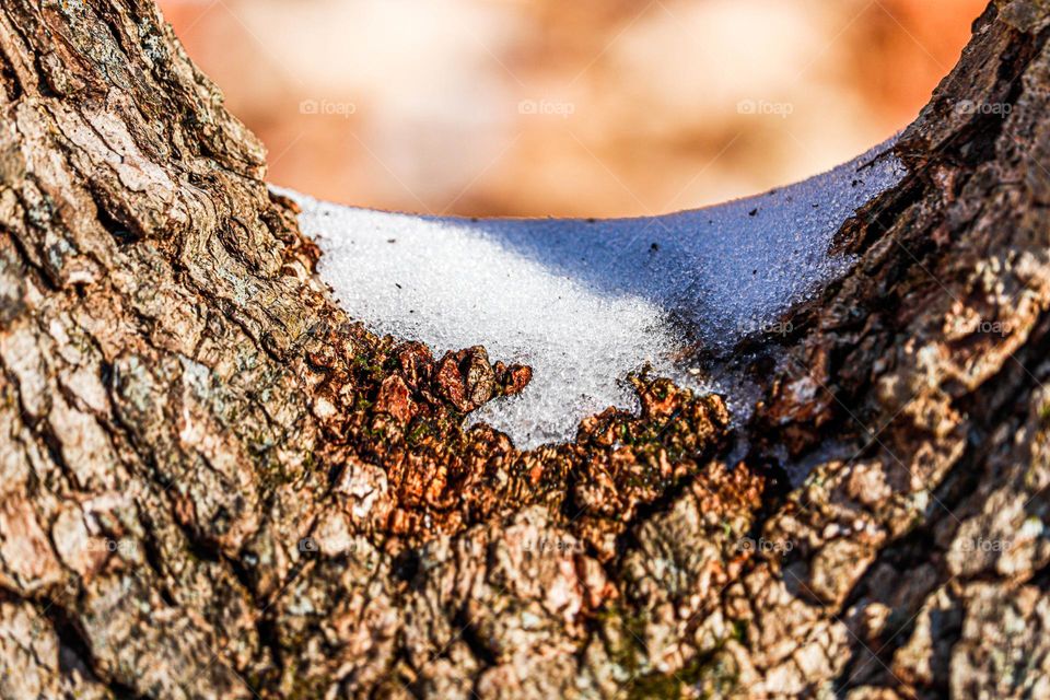 snow on a tree