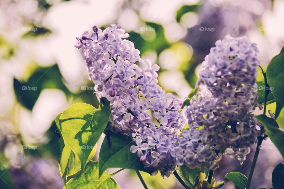 Lilac