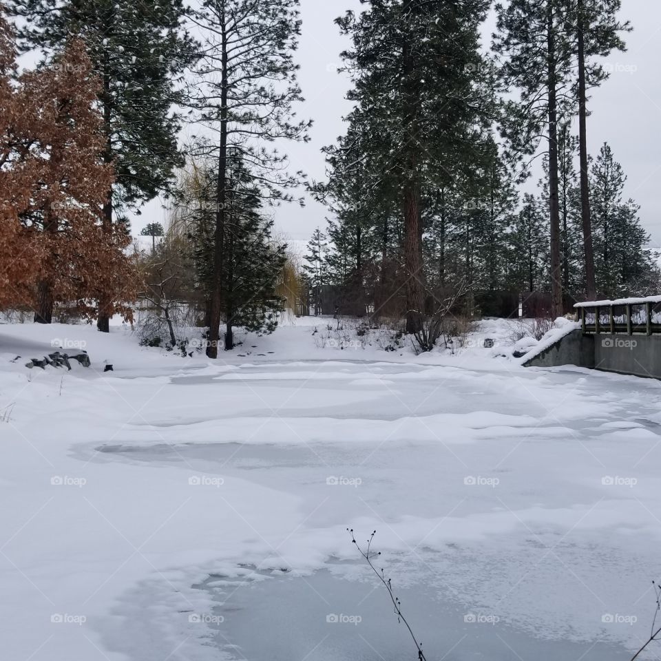 frozen pond next to a bridge in a park
