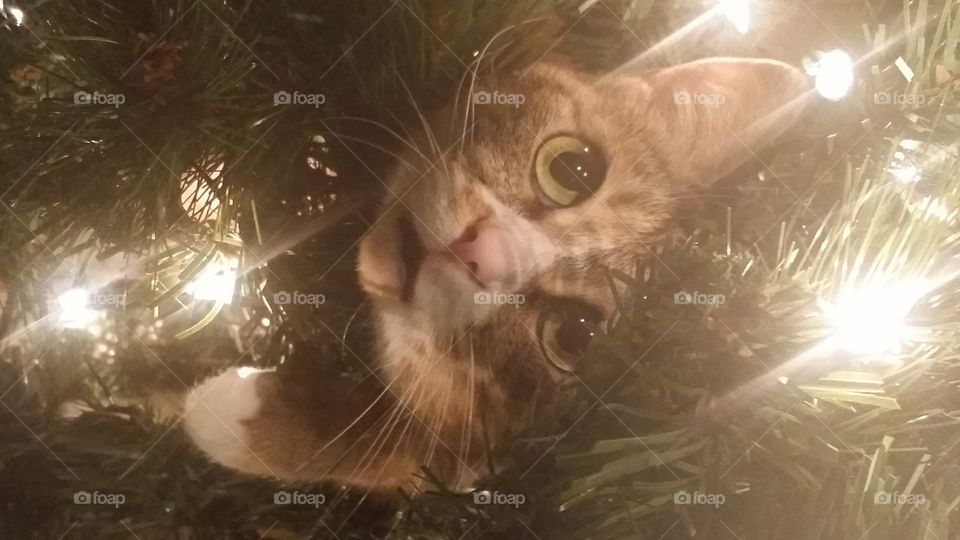 Merry cat Christmas 