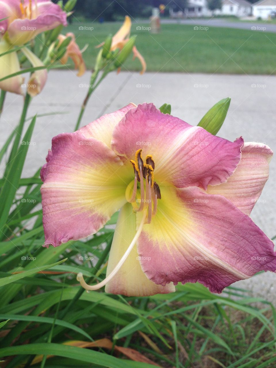 Pink yellow delight . Michigan flower in the flower garden