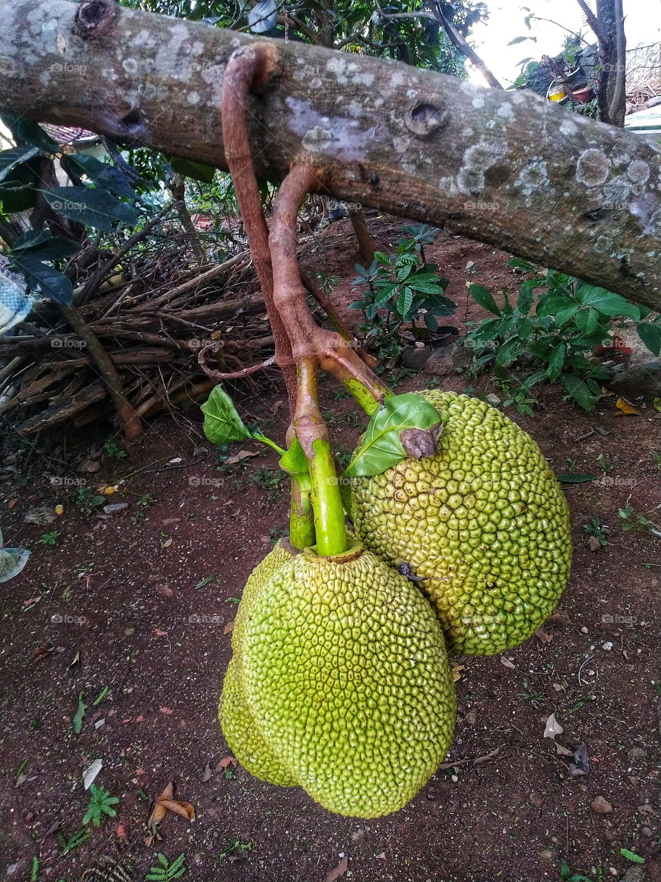 Jackfruit