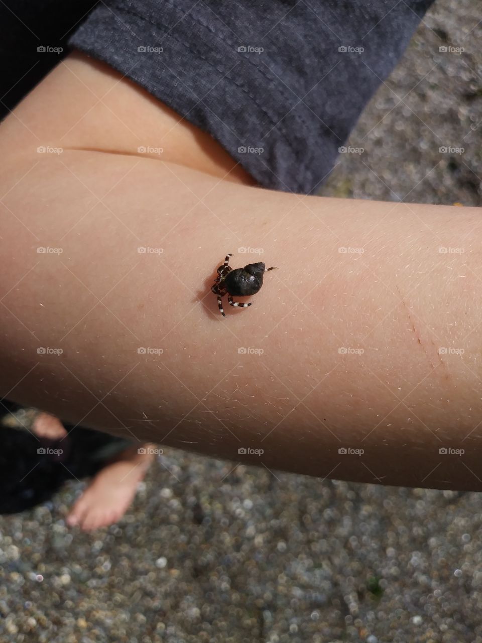 tiny hermit crab found at glass beach California.