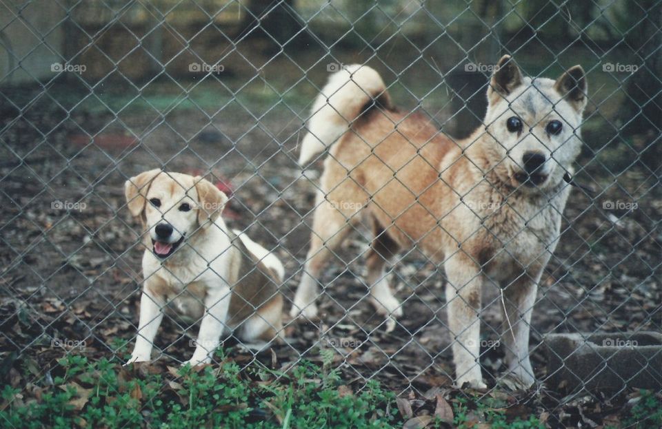 nature dog canon ae-1 35mm by danielrichard