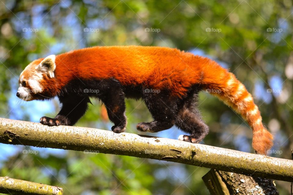 Close-up of red panda on wood