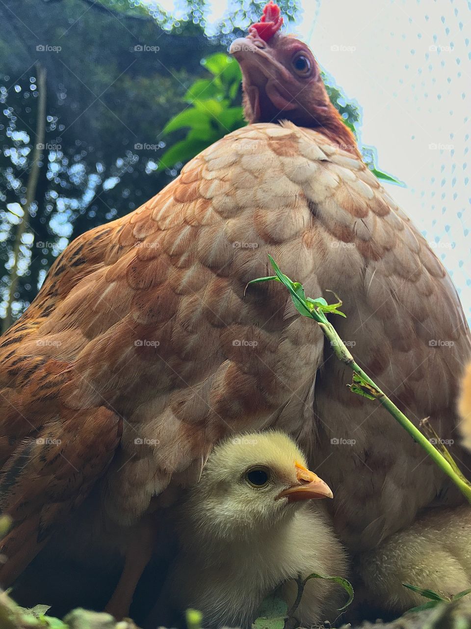 Pollito tranquilo por la protección de su madre. De cerca se percibe más esa seguridad.