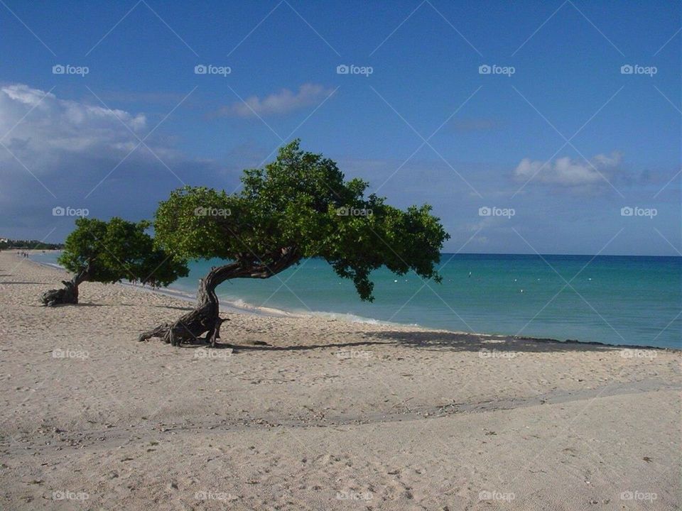 Aruba trees