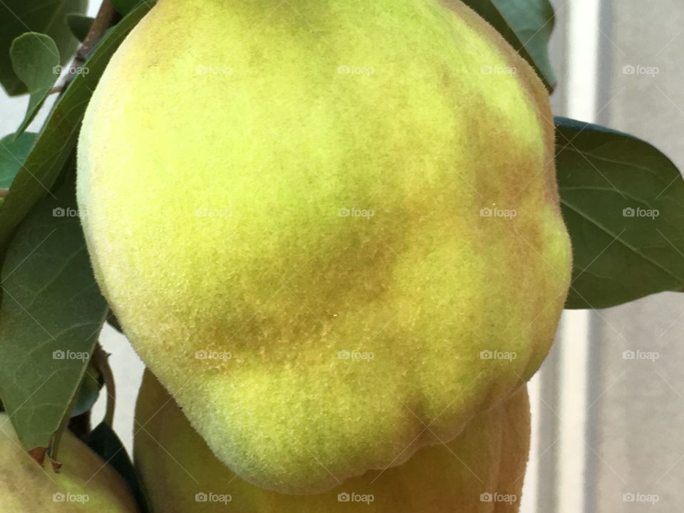 Closeup of quince fruit on tree