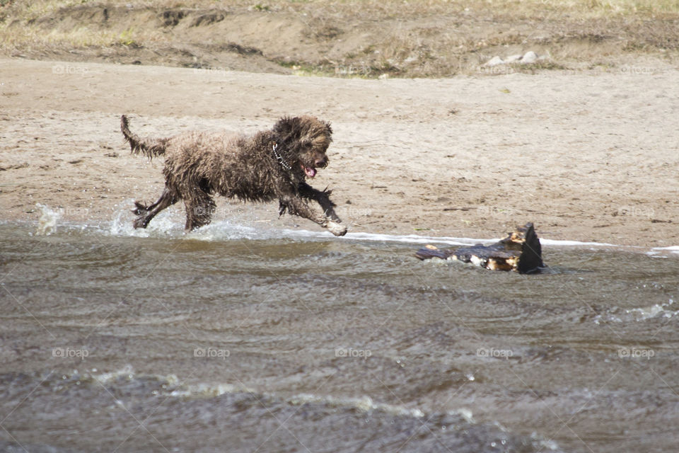 Happy brown dog running in the water , sandy beach .
Glad brun hund springer i vattnet, sandstrand 