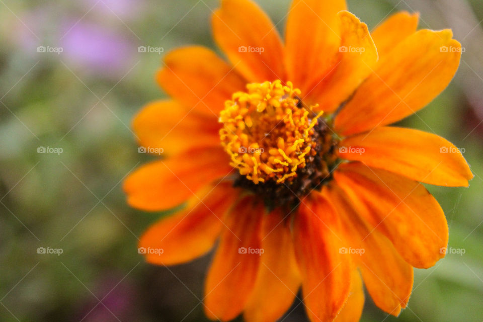 Orange Flower