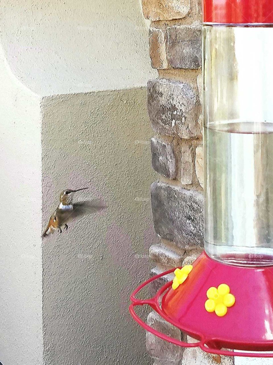 Small hummingbird hovering at a red and yelow hummingbird feeder.