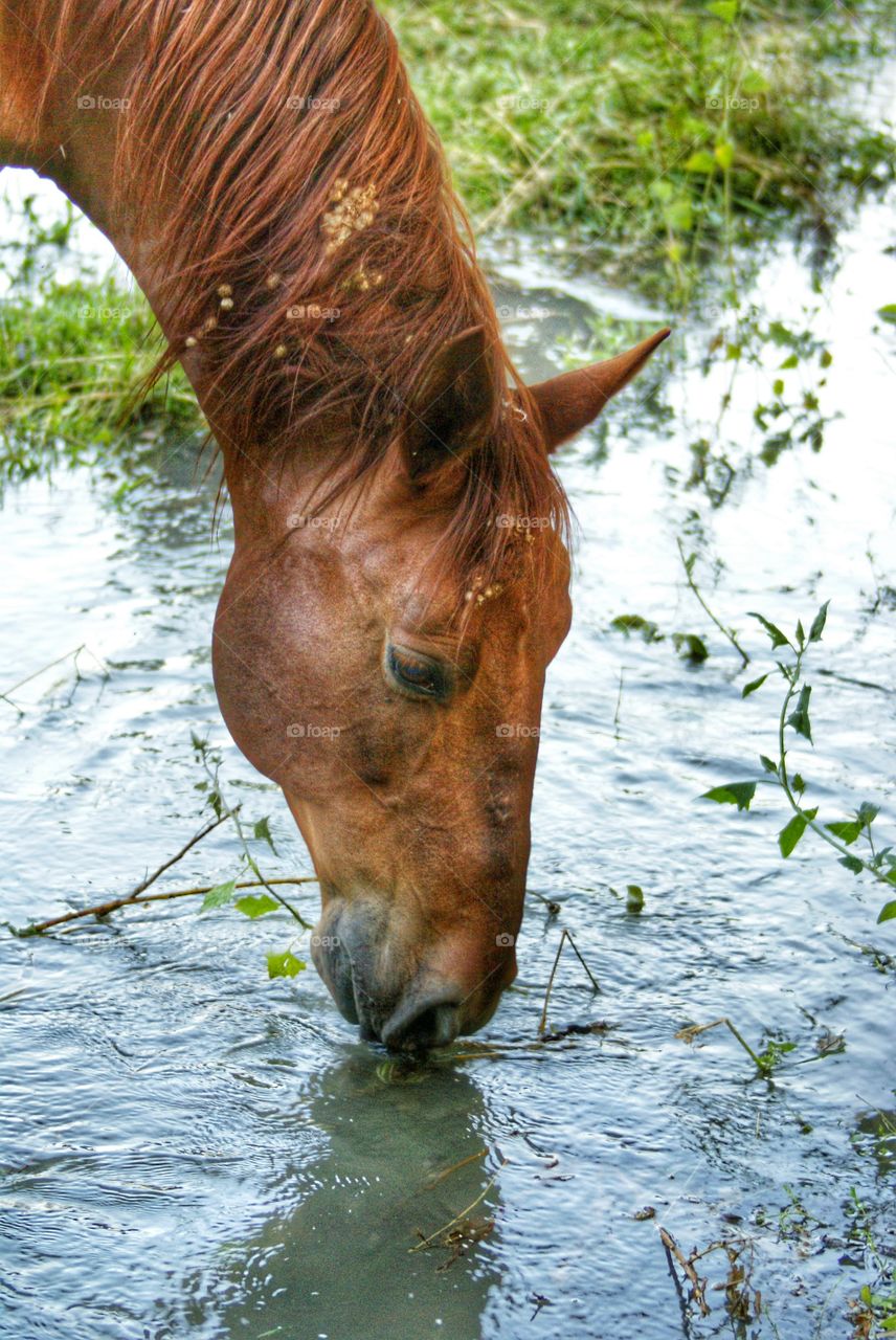 Close-up of horse drinking water