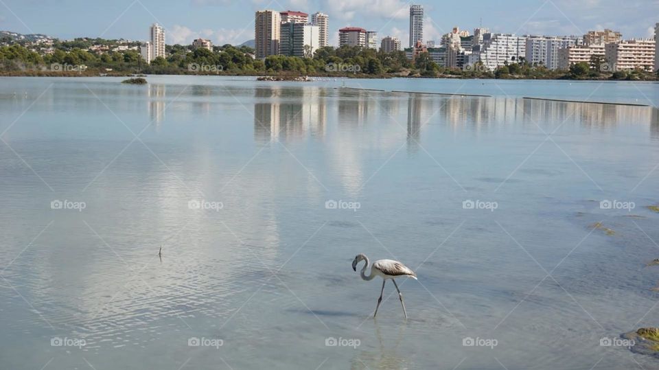 Urban#bird#flame#lake#reflect