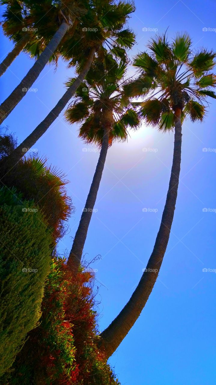 Palm Trees on a Sunny Day. Very tall palm trees on a sunny day at Heisler park