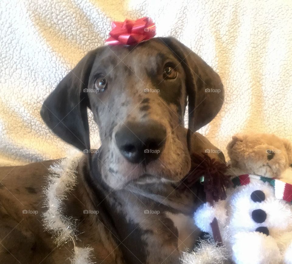 Dog, Pet, Canine, Puppy, Animal