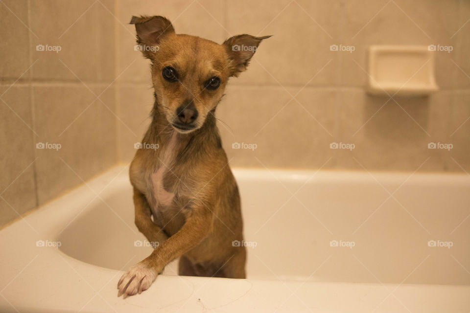 Puppy taking a bath