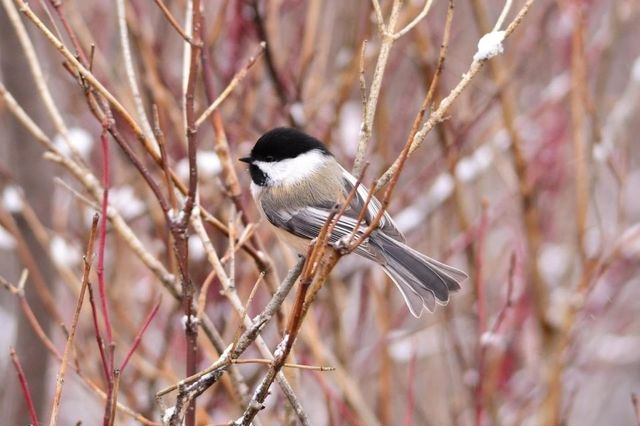 bird fly animals beak by darnellholmes0101