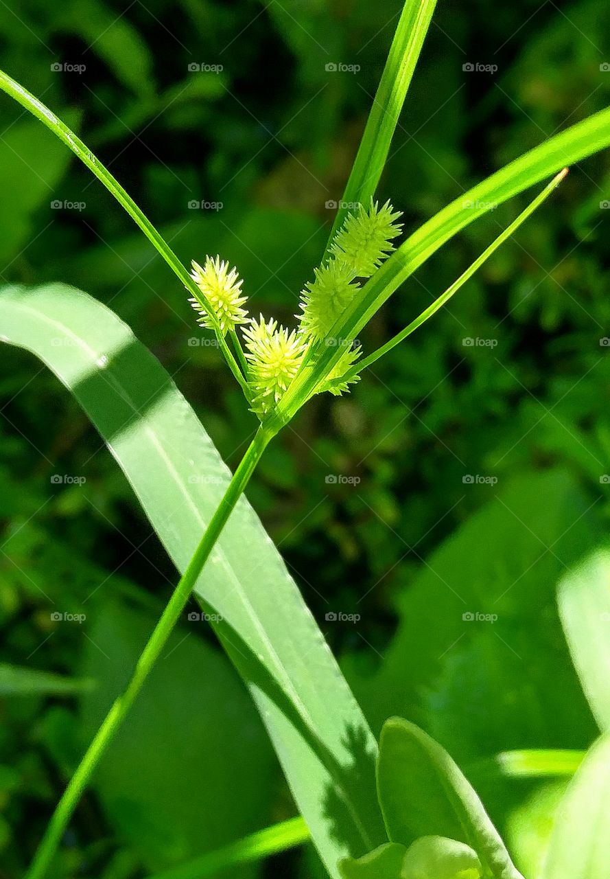 garden macro