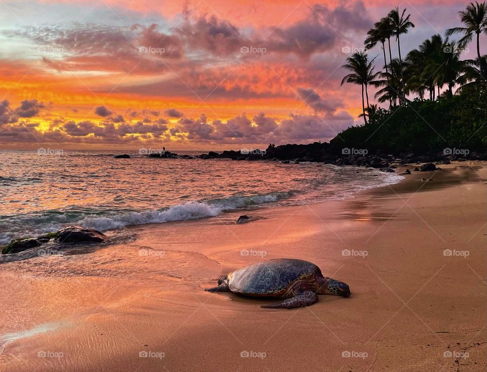 Woolly Bully the turtle and a beautiful sunset 