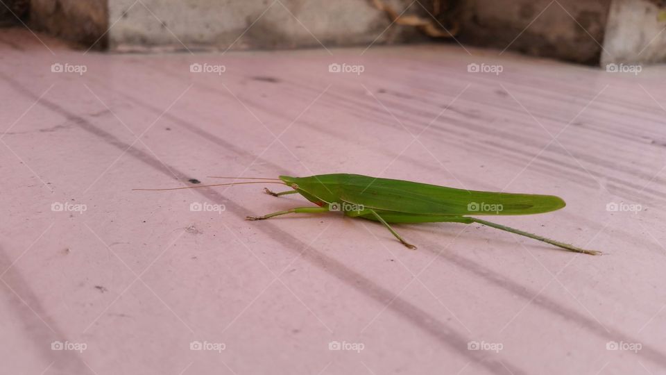 Grasshopper