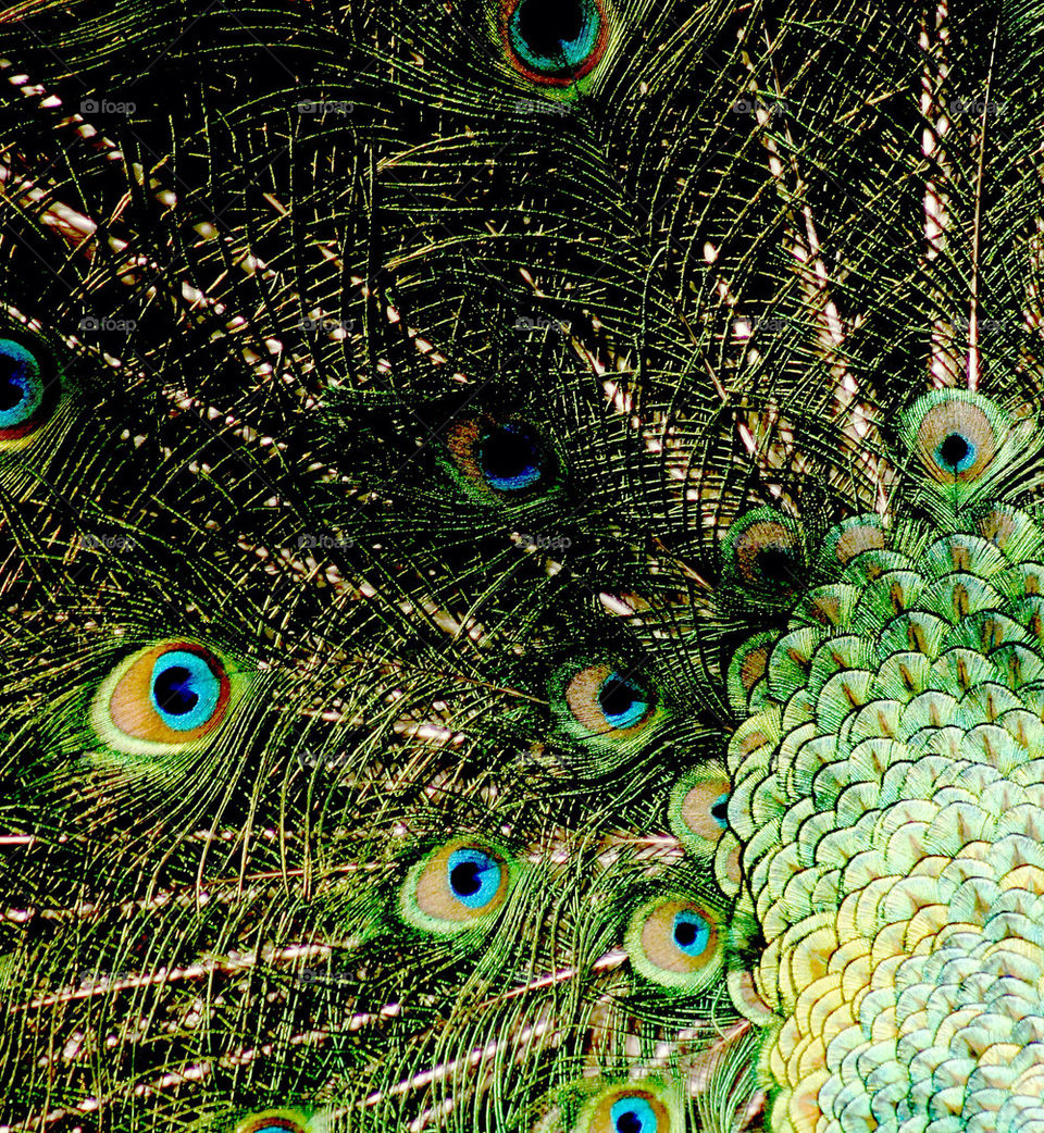 Peacock tail feathers