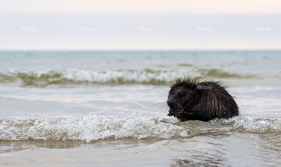 Beaver and the sea.