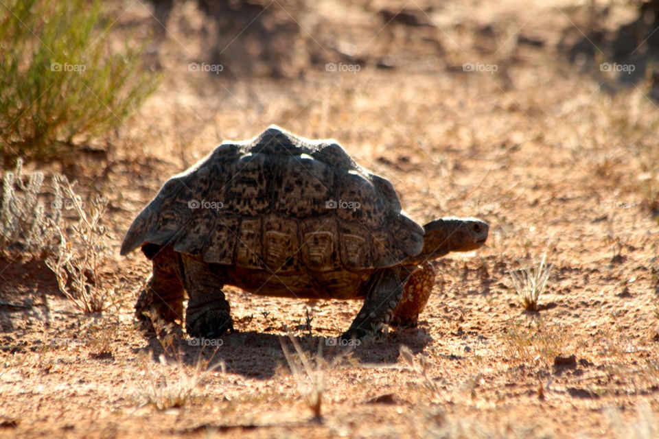 Mountain tortoise in Botswana