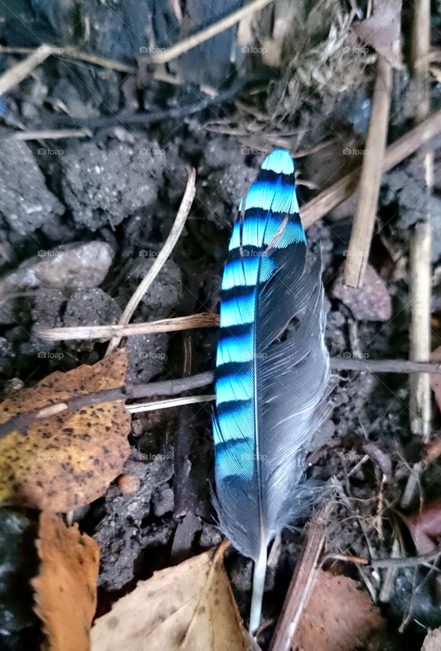 Bird feather. Jay feather