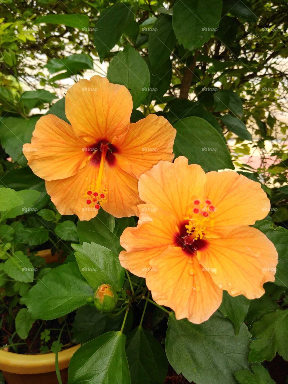 two beautiful orange hibiscus with one bud
