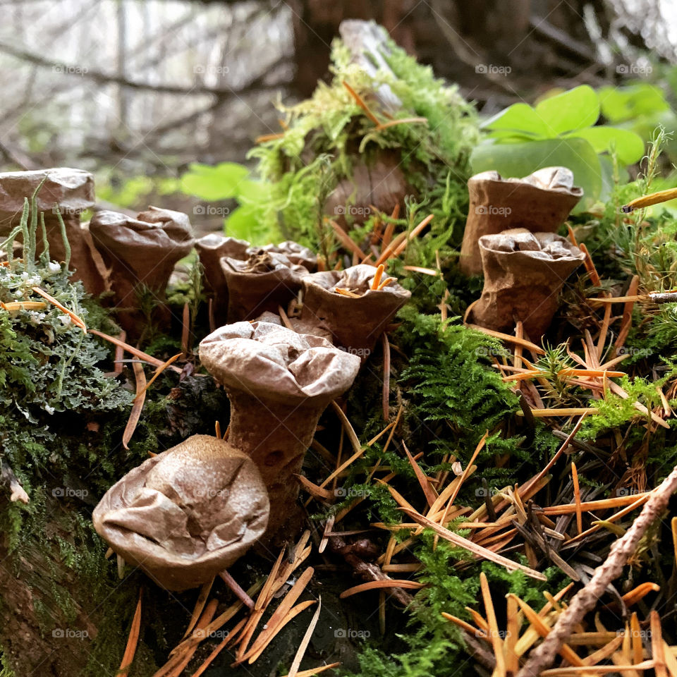 Fungus, pine needles & moss