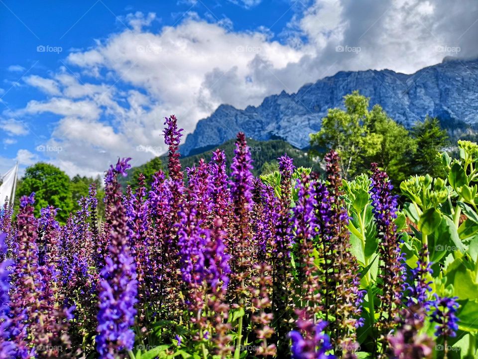 Wild Lavenders 