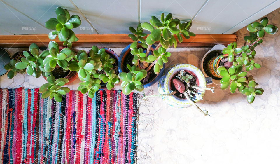 houseplants on the floor