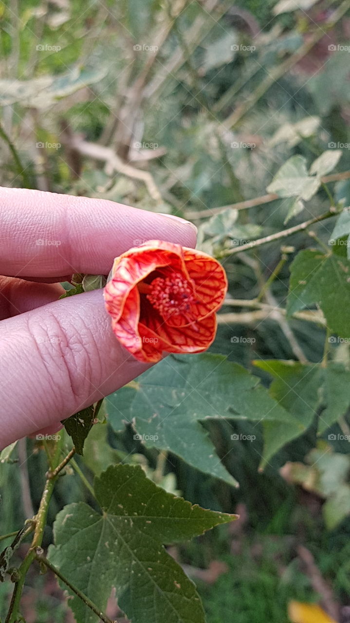 small flower in hand