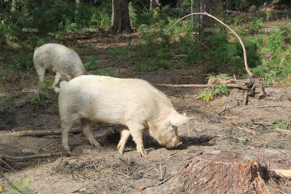 Woodland pigs 