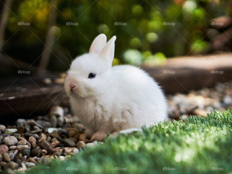 baby rabbit