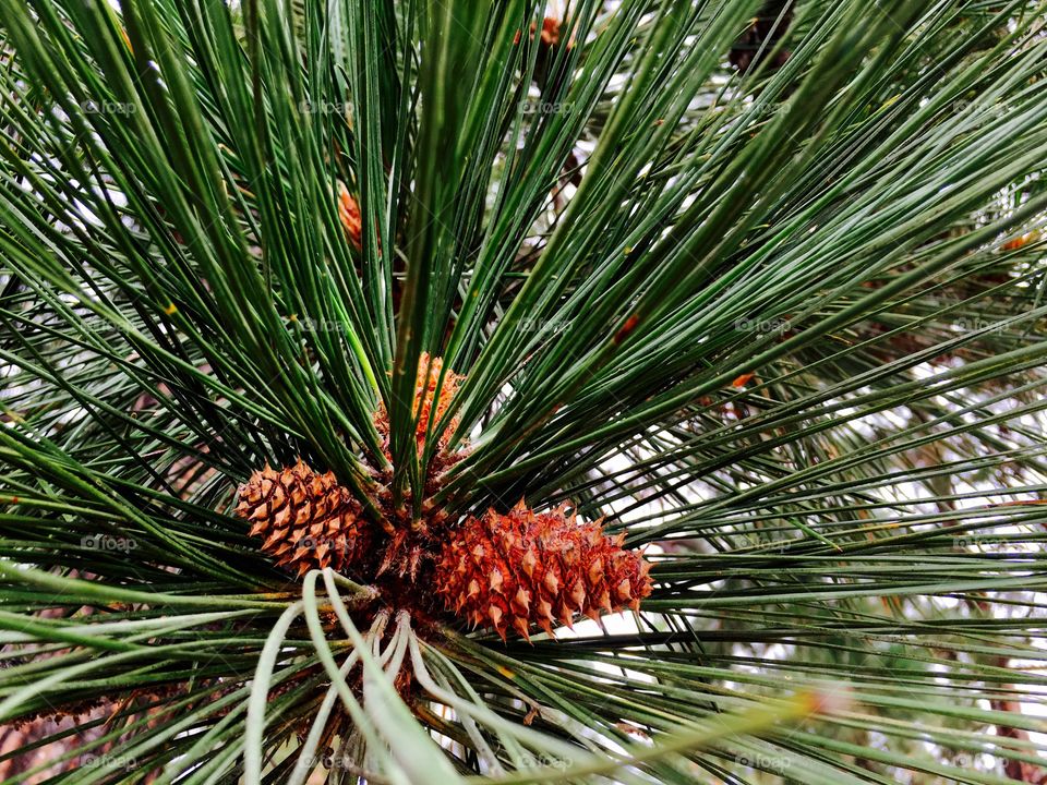 Pine cones 