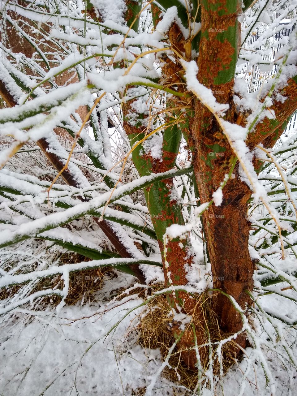close snowed branches
