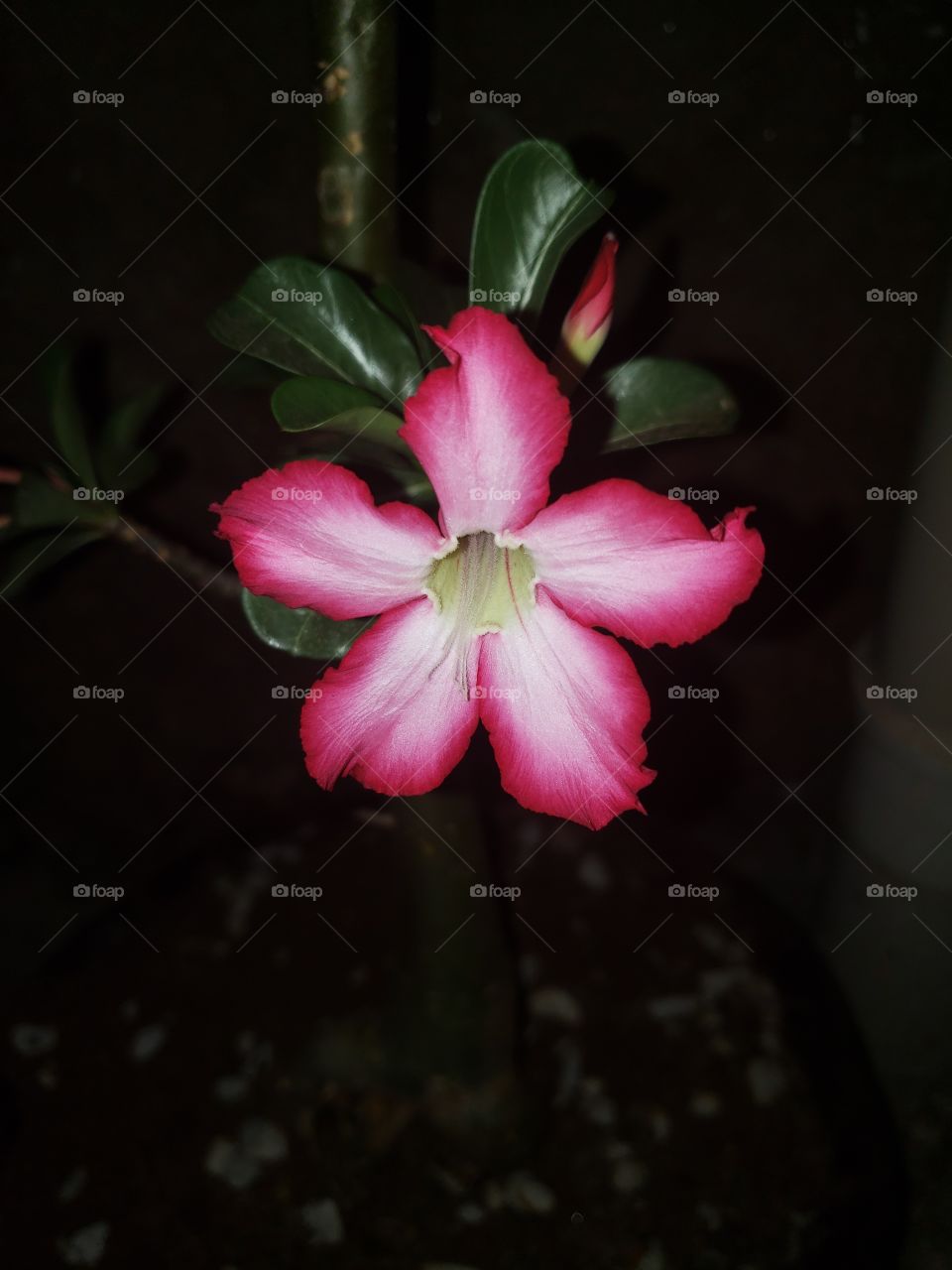 Desert Rose