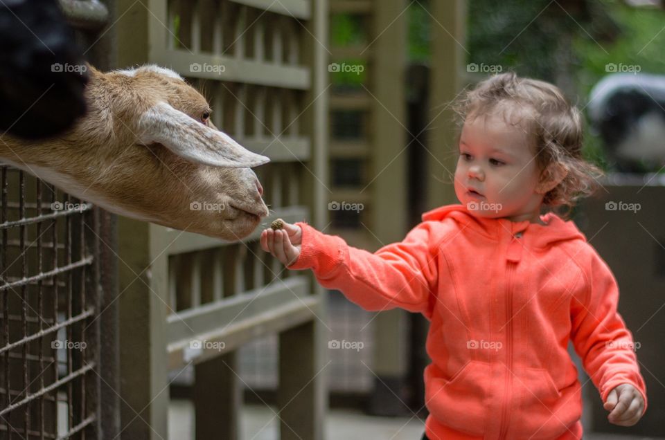 Cute girl feeding a sheep