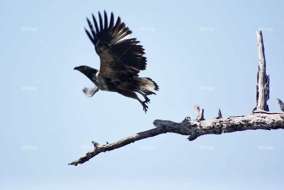 A tawny eagle about to take flight 