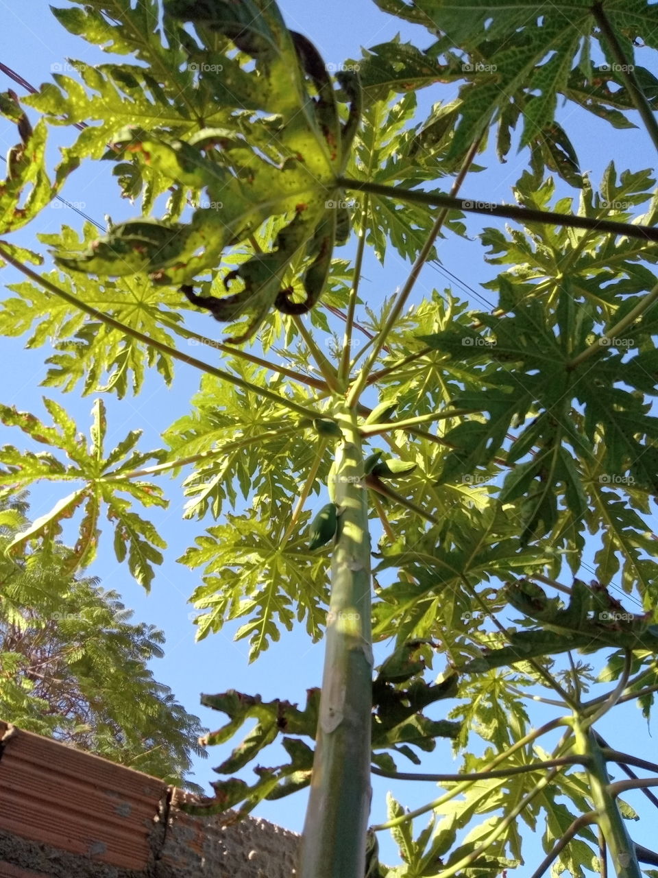 Pé de mamão com frutos!