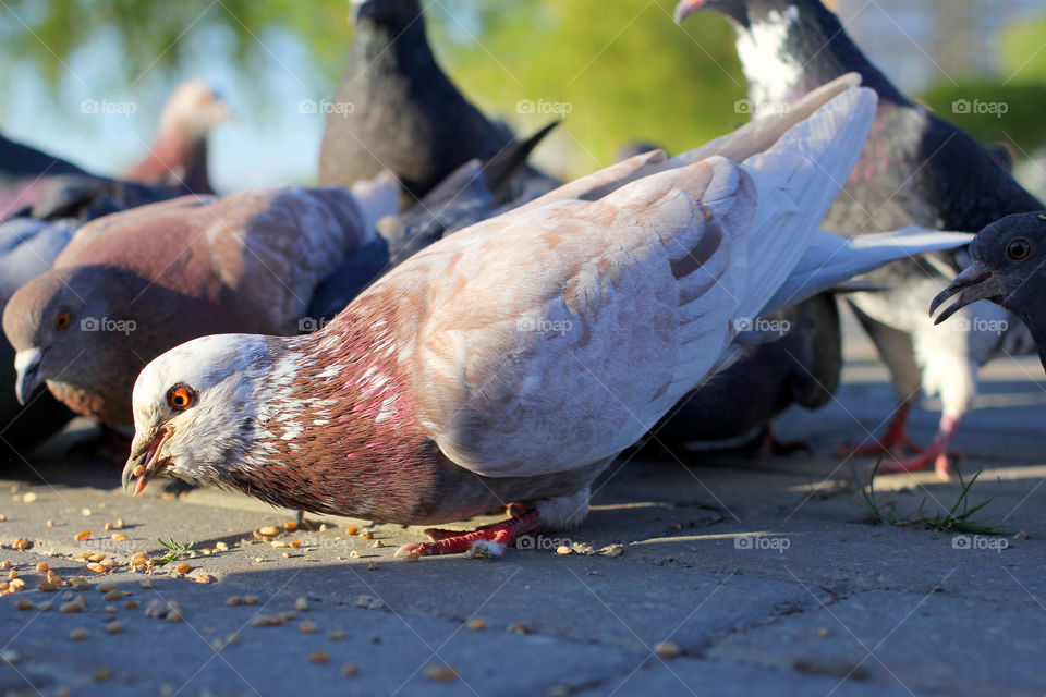 Pigeon birds eating in sunlight