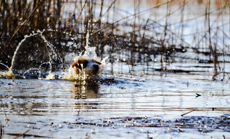 Splash. A dog in the water