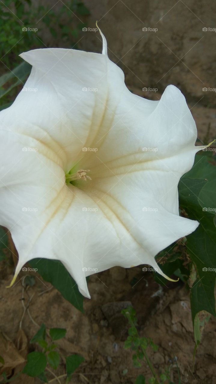 big white colour flower