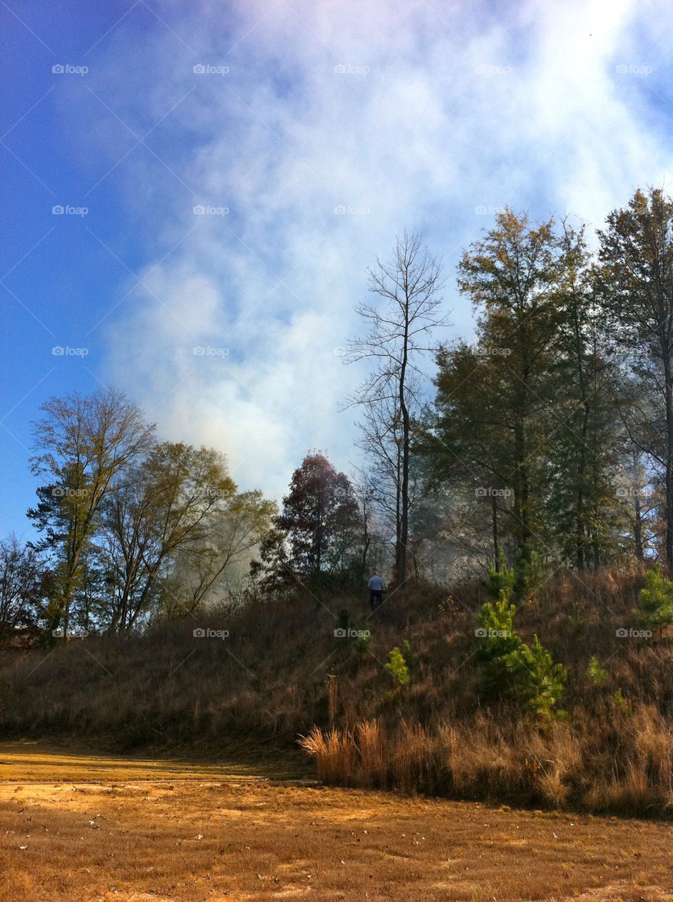 nature tree trees forest by cable