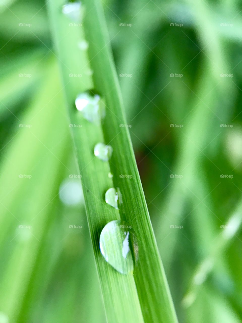 Drops of Sequence .#susanandjoel
These raindrops are in perfect sequence fun. Big small small big. Perfectly set apart on this piece of grass after the rain. With Macro
 you can see the beauty of mother nature for sure. Green green green 
