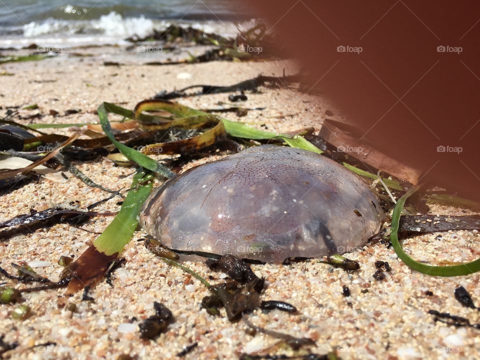 Ocean blob also known as a jellyfish washed ashore at low tide 