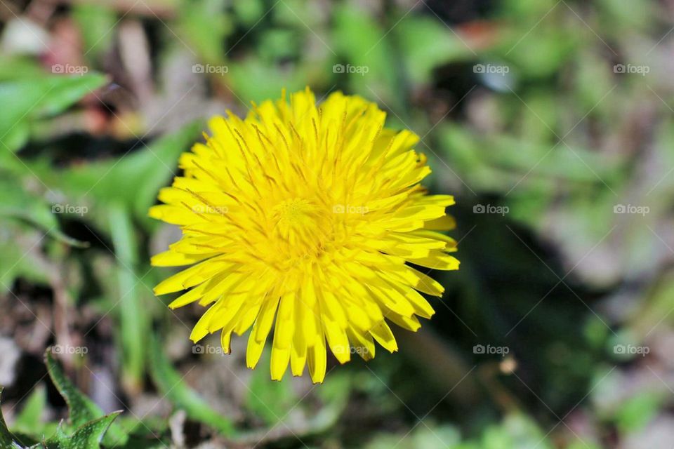 Dandelion